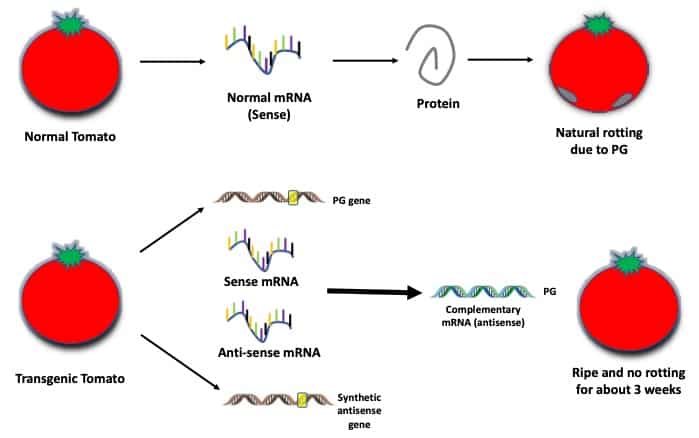 genetically-modified-organisms-angels-or-demons-club-sciwri