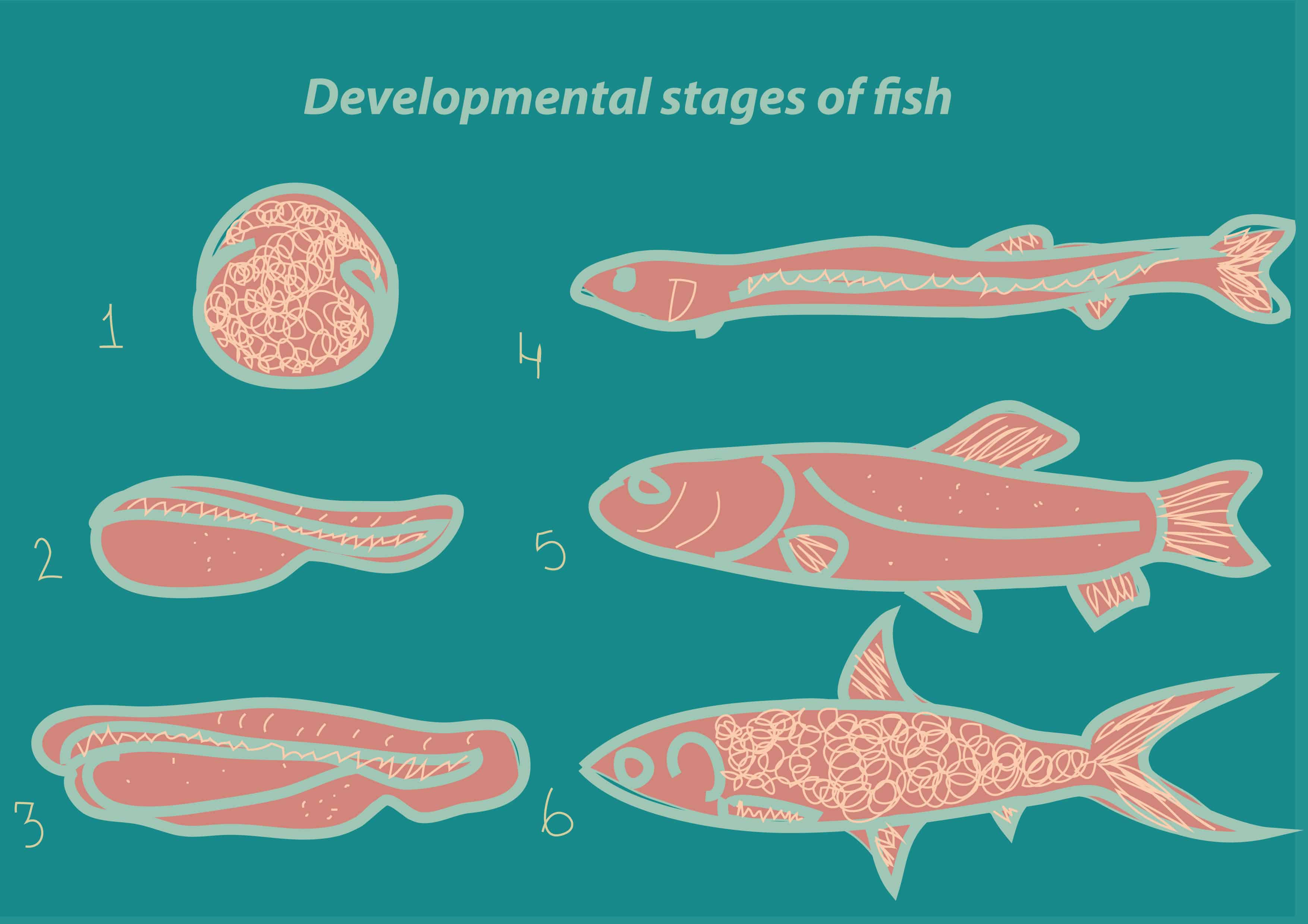 Spindle Patterned Fish August 2017 – Club SciWri