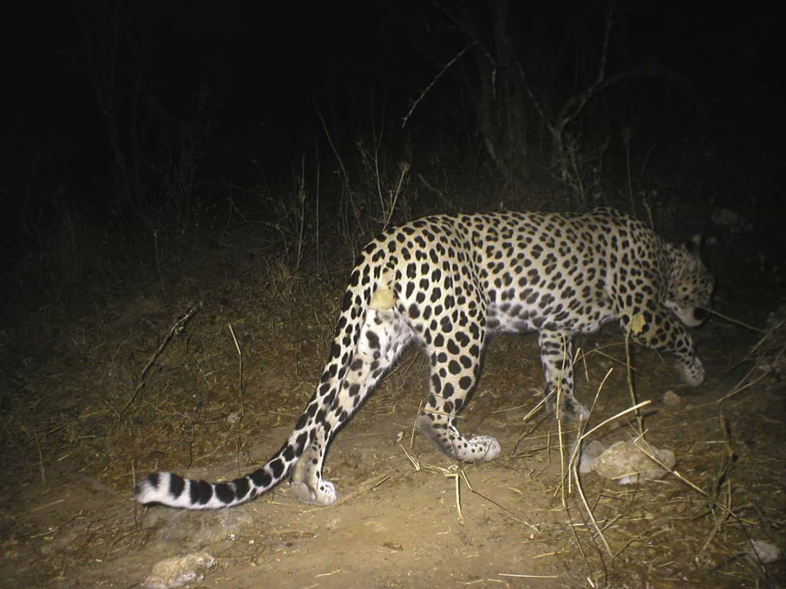 The Arabian leopard: on the brink of extinction? – Club SciWri